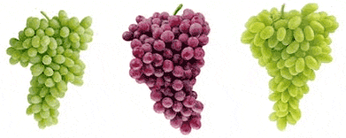 Table Grapes-growing, packing and marketing world class table grapes